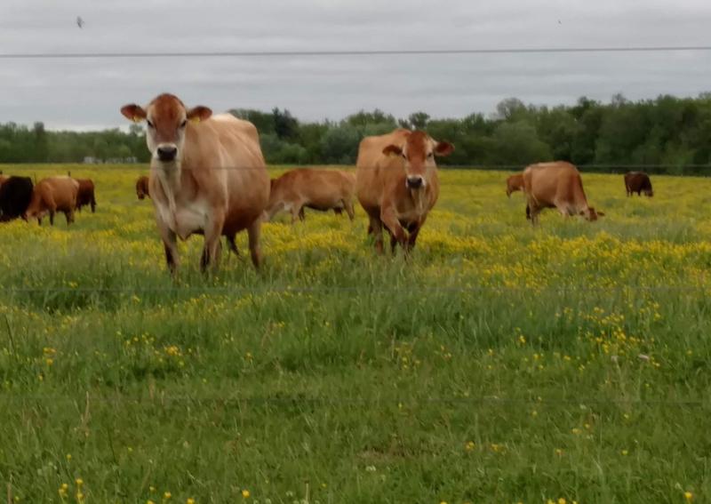 Carousel Slide 8: Large animal veterinary care in Greenville