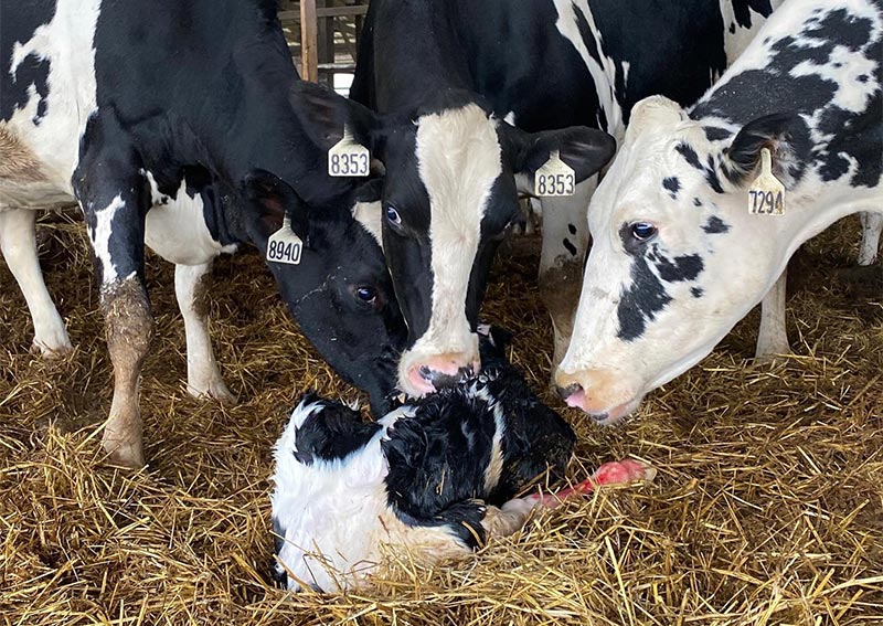 Carousel Slide 6: Production animal care