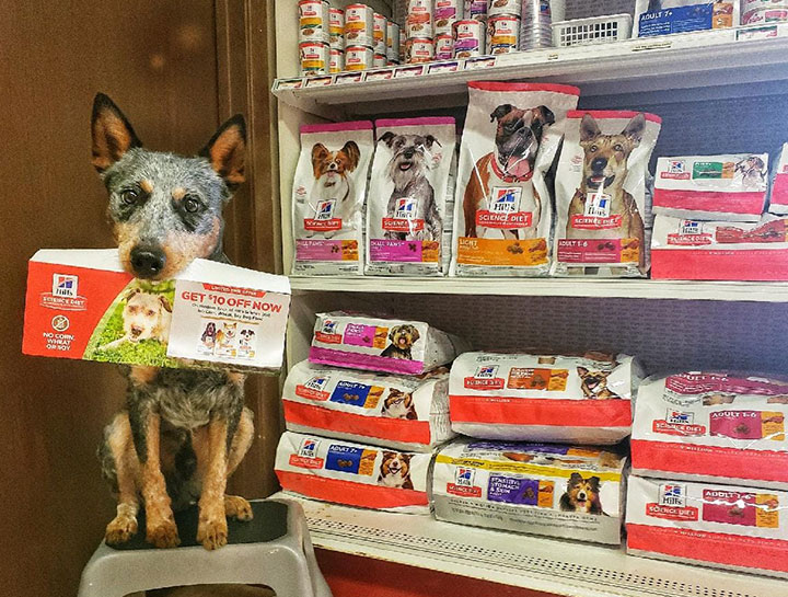 Pet Prescription Refills